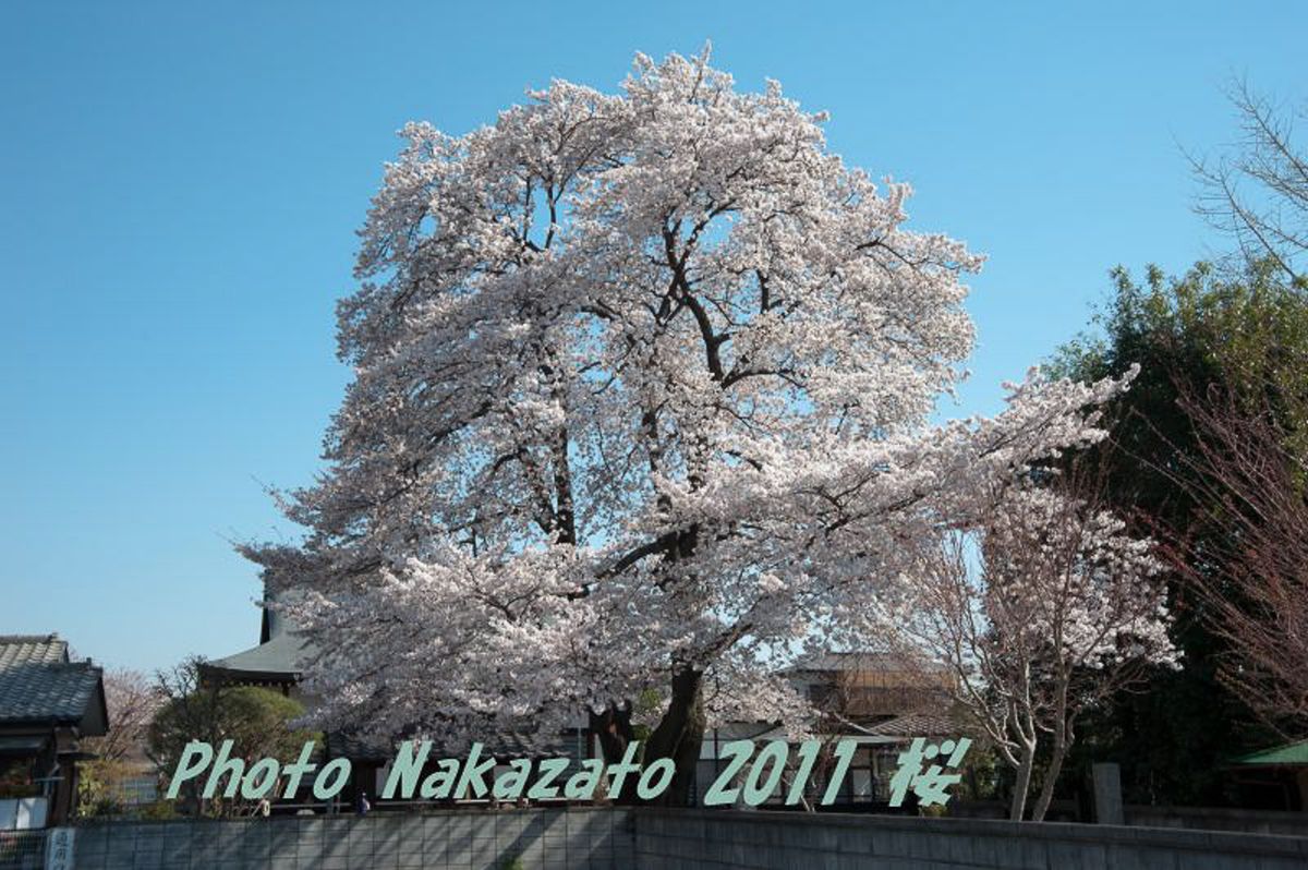 林泉寺の桜